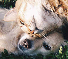 Service garde d'animaux