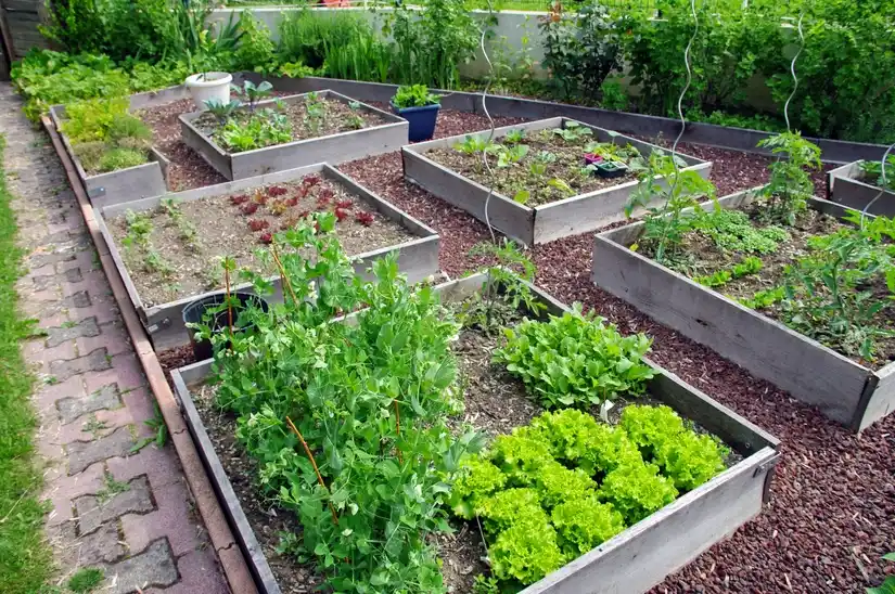 Location jardin potager