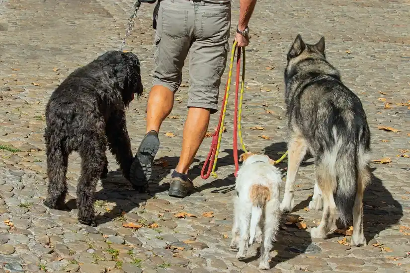 Service promeneur chien