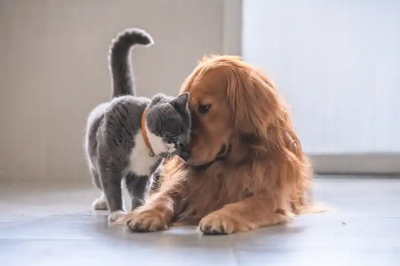 Service garde animaux