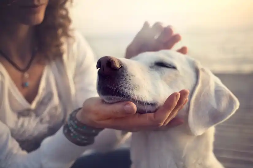 Service chien
