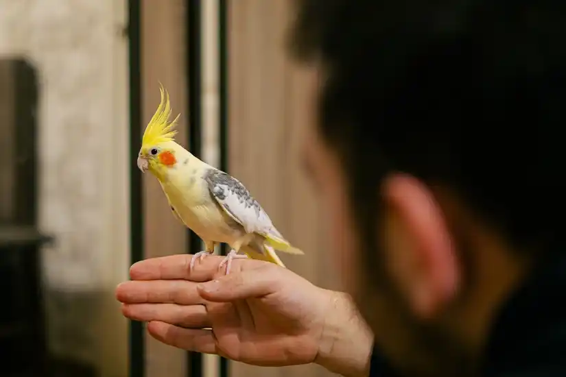 Service oiseaux