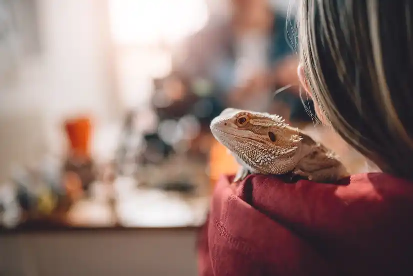 Service reptile