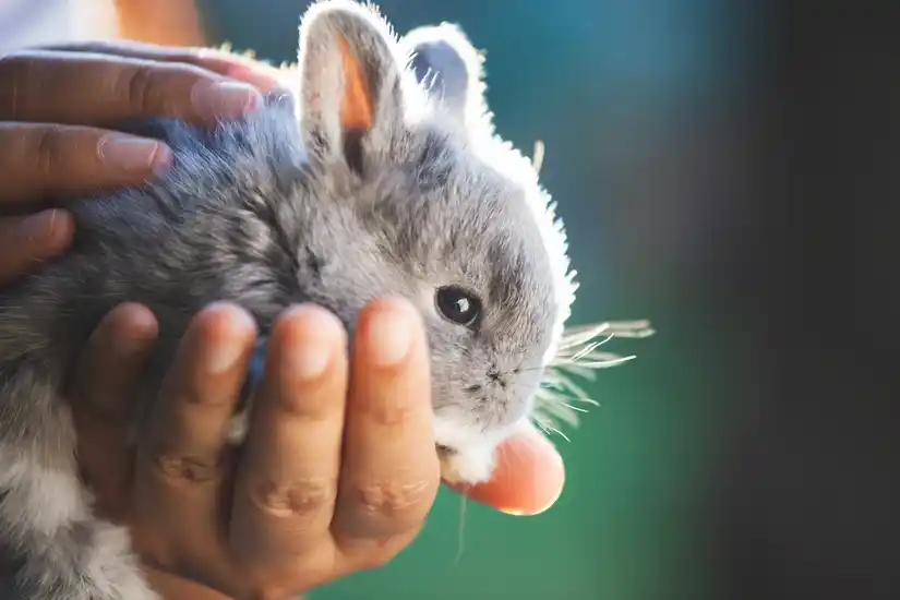 Service garde lapin