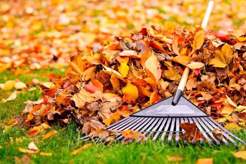 Service entretien jardin
