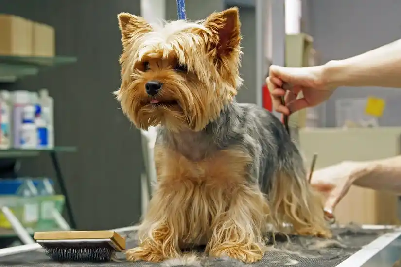 Service toilettage chien