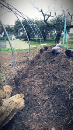 Service jardinage