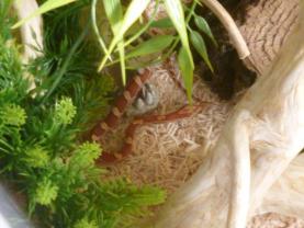 Service reptile