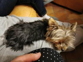 Service chien