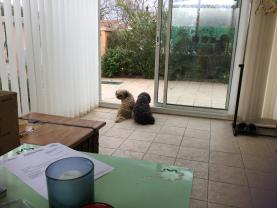 Service chien