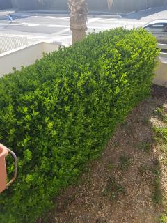 Location taille haie