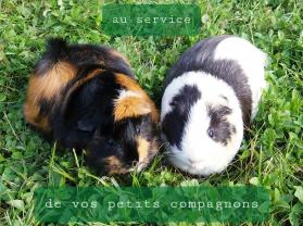 Service rongeur