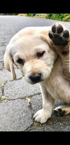 Service chien