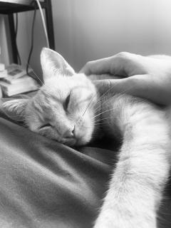 Service garde animaux
