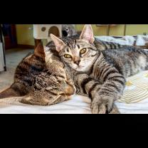 Service garde animaux