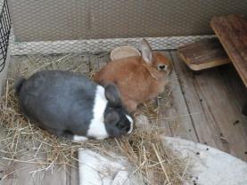 Service garde lapin