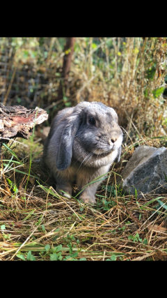 Service garde lapin
