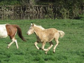 Service garde animaux