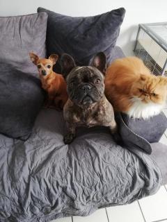 Service garde animaux