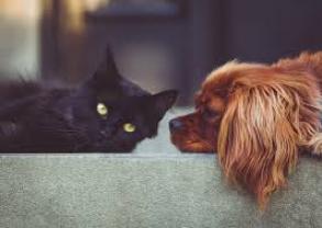 Service garde animaux