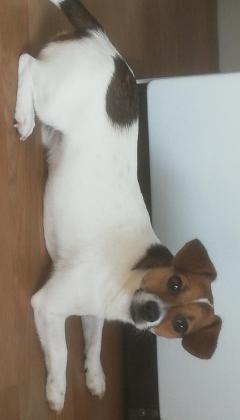 Service chien