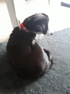 Service chien