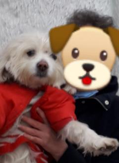 Service chien