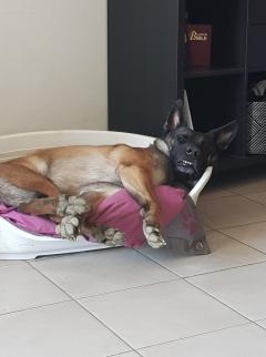 Service chien