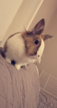 Service garde lapin