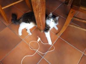 Service garde animaux