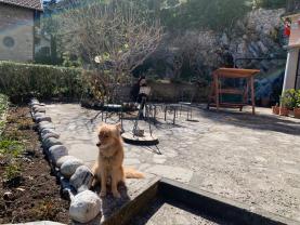 Service chien
