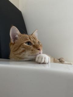 Service garde animaux