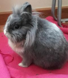 Service garde animaux