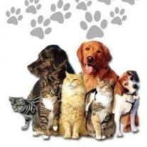 Service chien