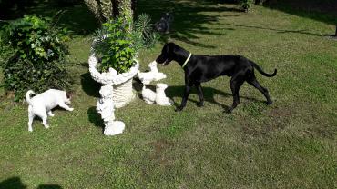 Service chien