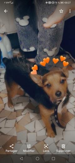 Service chien