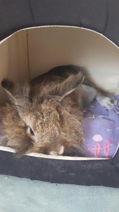 Service garde lapin