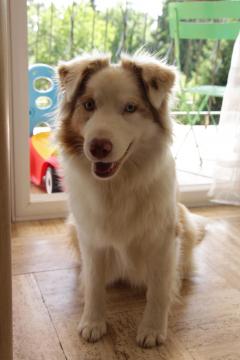 Service chien