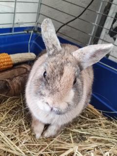 Service garde lapin