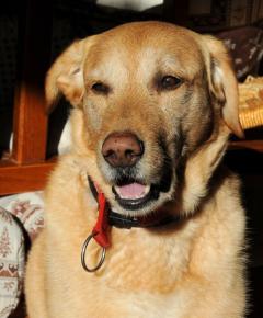 Service chien