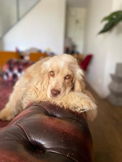 Service chien