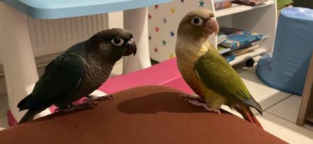 Service oiseaux