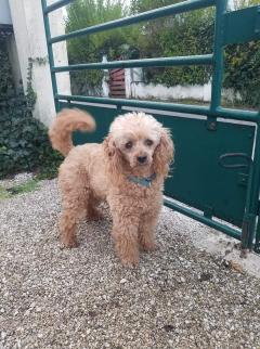Service chien