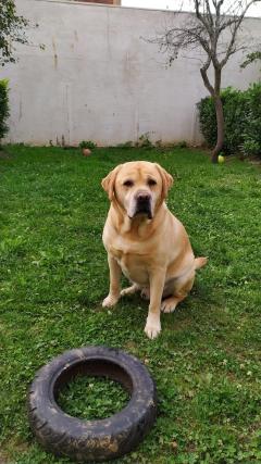 Service chien