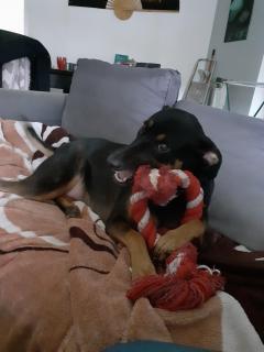 Service chien