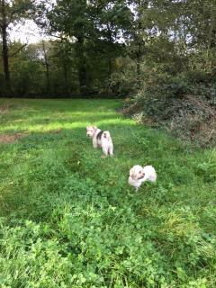 Service chien