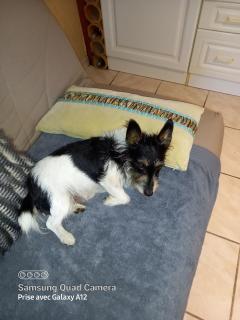 Service chien