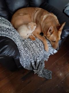 Service chien
