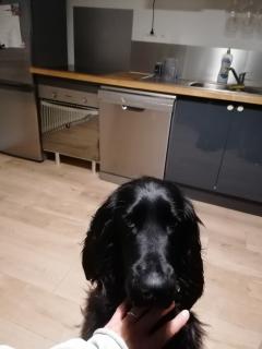 Service chien