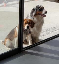 Service chien